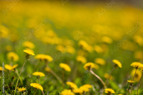 field of  dandelions © eastashkin
