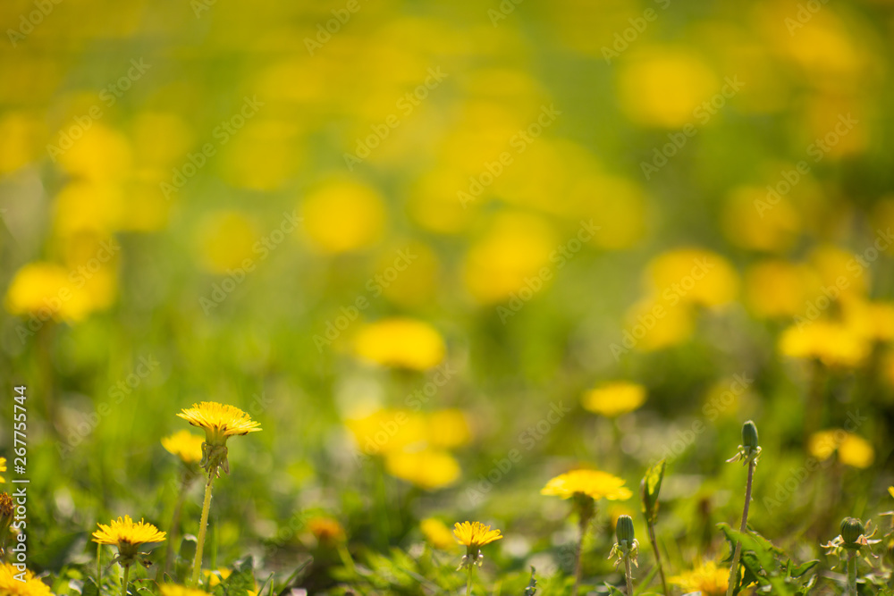 Fototapeta premium field of dandelions