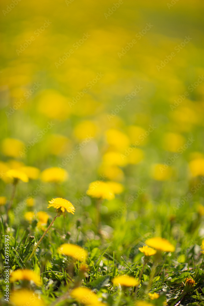 Fototapeta premium field of dandelions