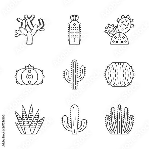 Canvas-taulu Wild cactuses linear icons set