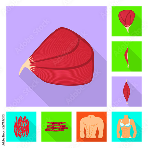 Vector illustration of muscle and cells icon. Collection of muscle and anatomy stock vector illustration.