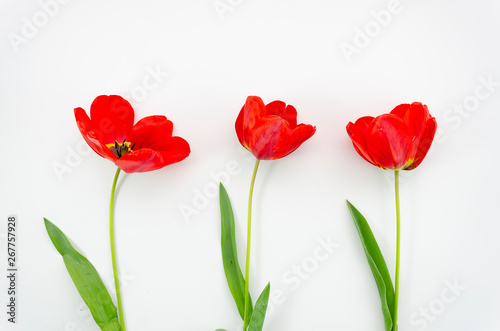 Summer is coming concept with a top view Poppy flowers. Flat lay on white background