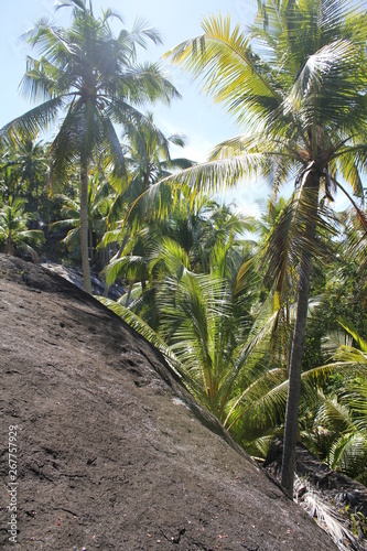 coconut and palm trees seychelles