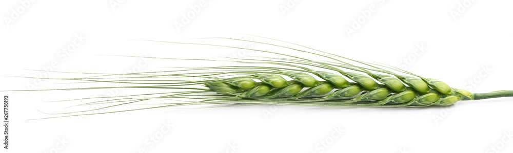 Green young ears of wheat isolated on white background, with clipping path - obrazy, fototapety, plakaty 