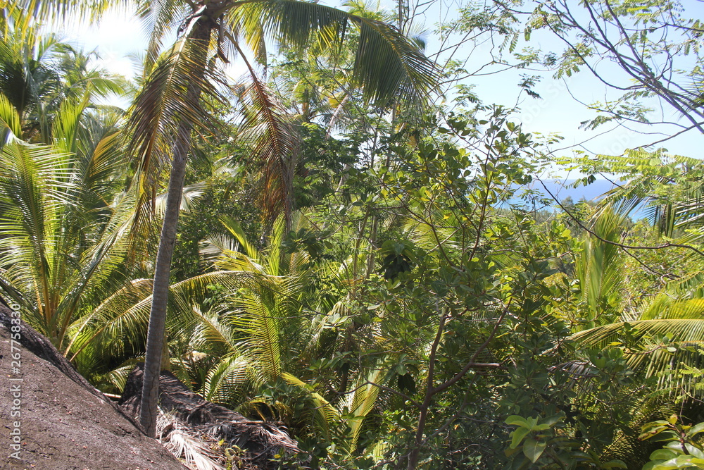 Naklejka premium coconut and palm trees seychelles