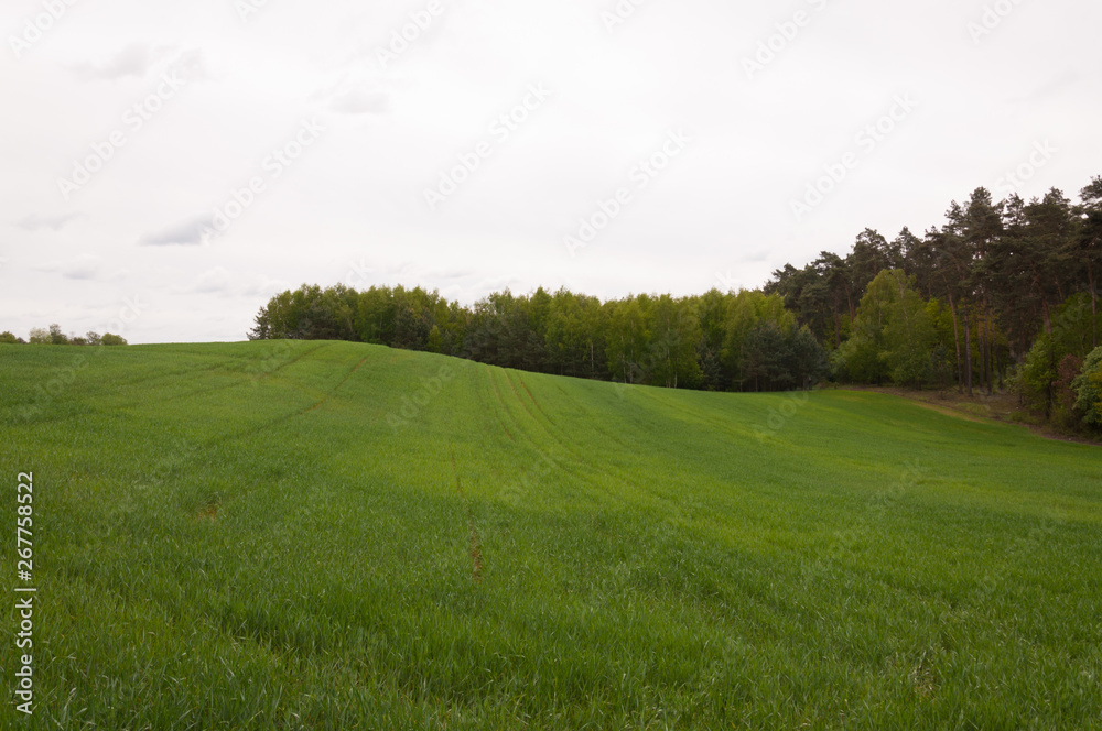 Spring meadow and blue sky over grass field, countryside landscape