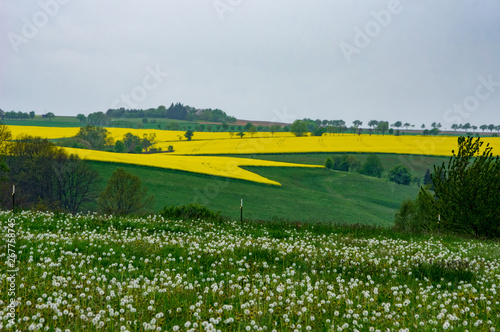 rapeseed fields near Bernstadt auf dem Eigen, Saxony/Germany