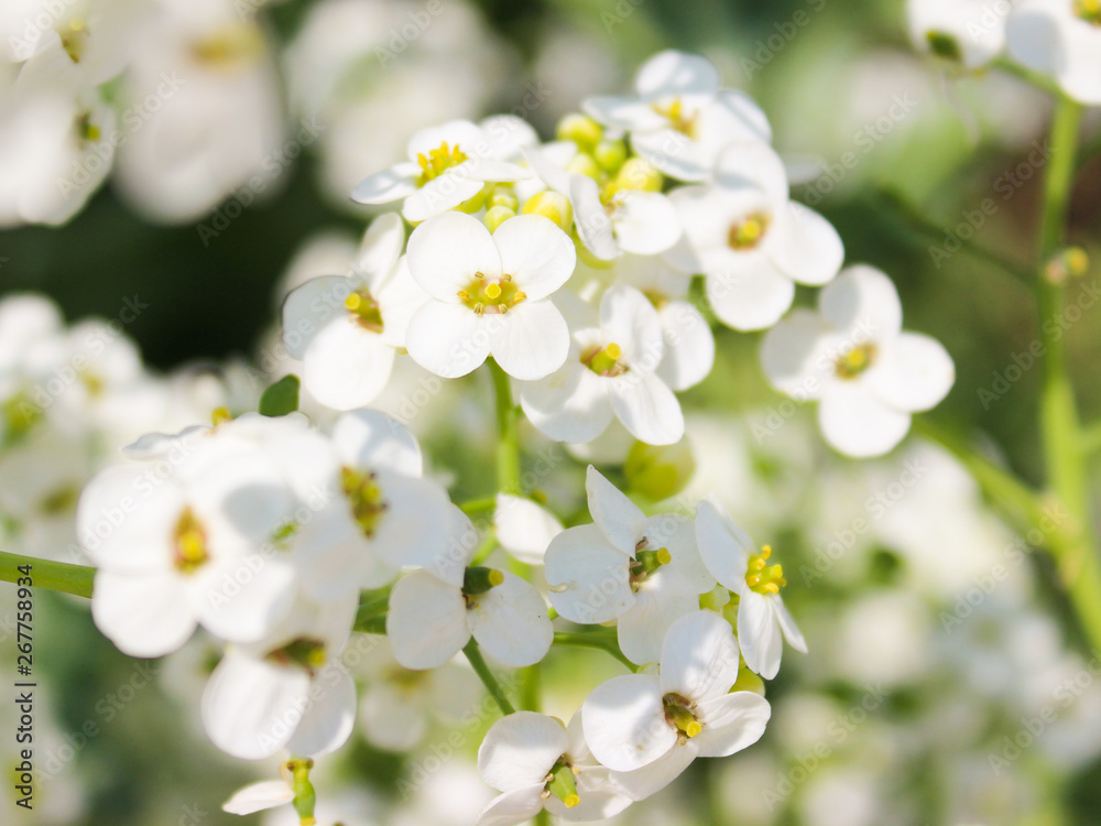  Blooming white flower. Spring.