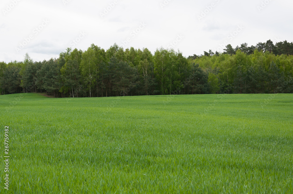 Spring meadow and blue sky over grass field, countryside landscape Spring meadow and blue sky over grass field, countryside landscape