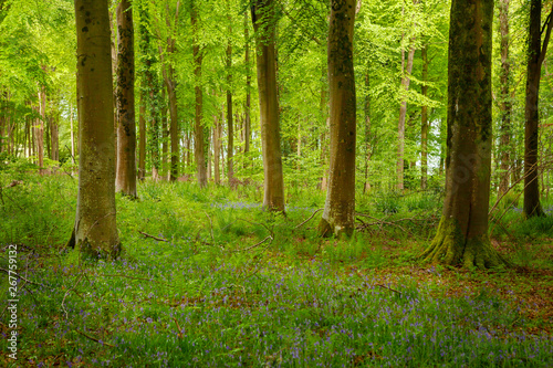 Woodland in Spring in Wiltshire, Uk