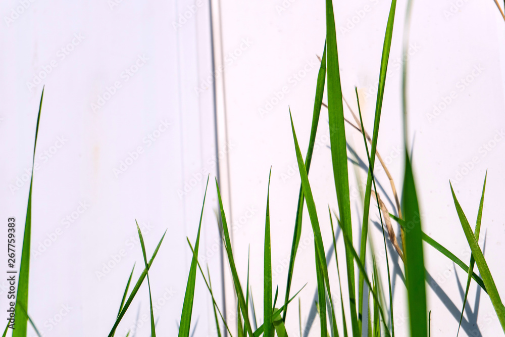 Naklejka premium green grass against a white fence