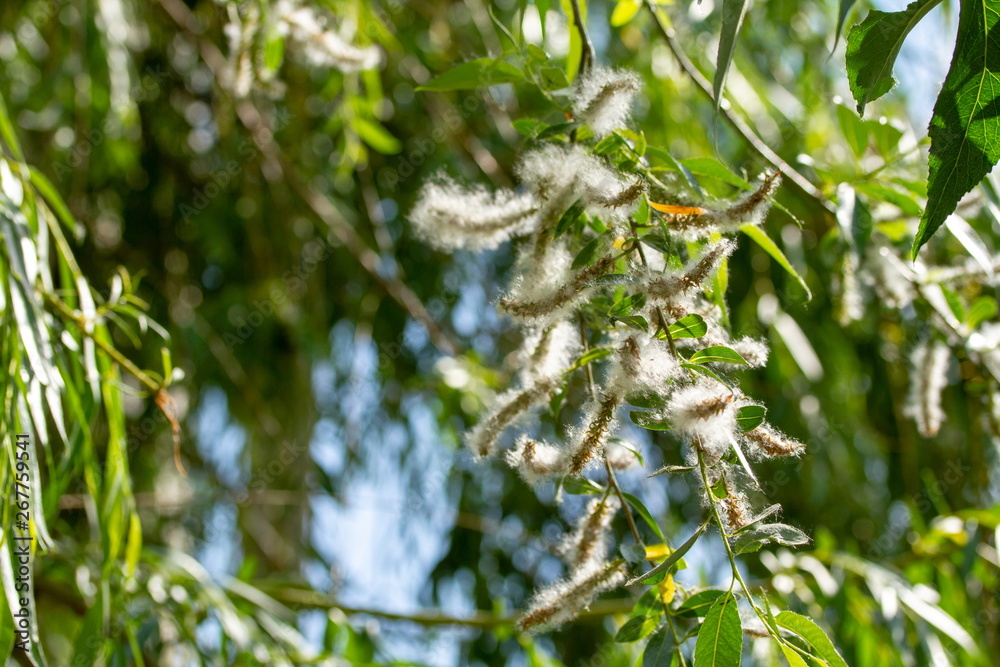 Fototapeta premium spring willow fluff