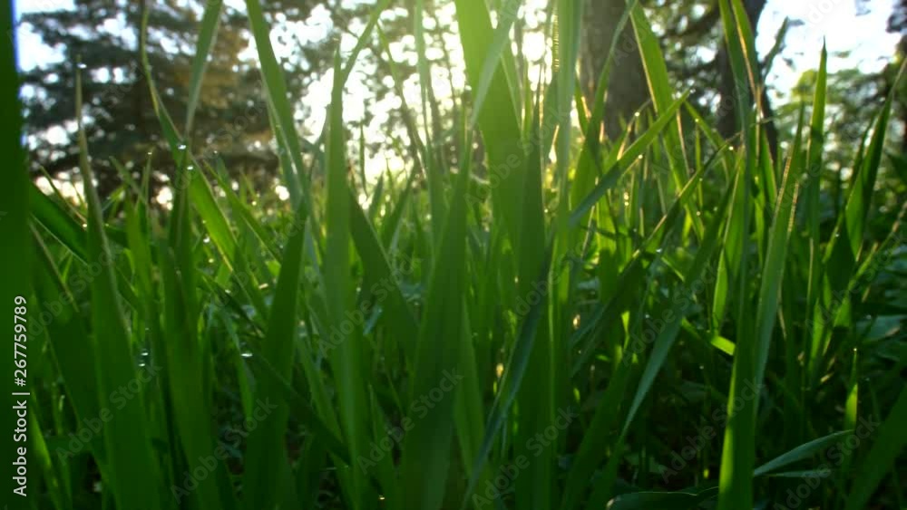Camera moving through green grass in the meadow at sunrise. Steadicam shot, 4K