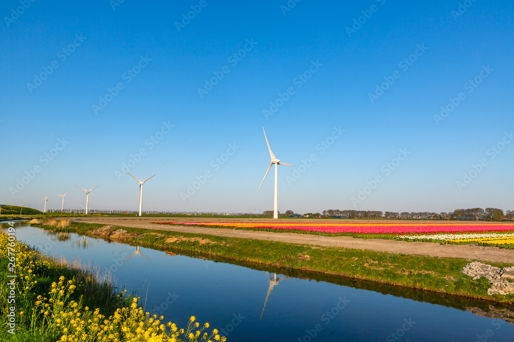 modern wind mill between tulip flower fields in The Netherlands