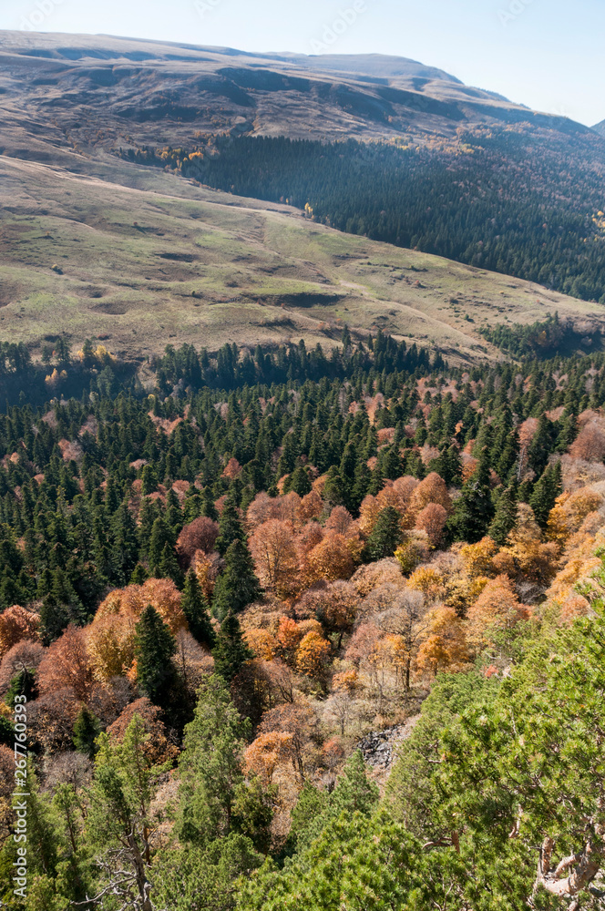 Early Autumn on the Lagonaki Plateau in the Caucasus Mountains