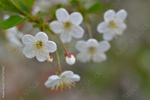 White cherry flower on a green background and other blurred flowers