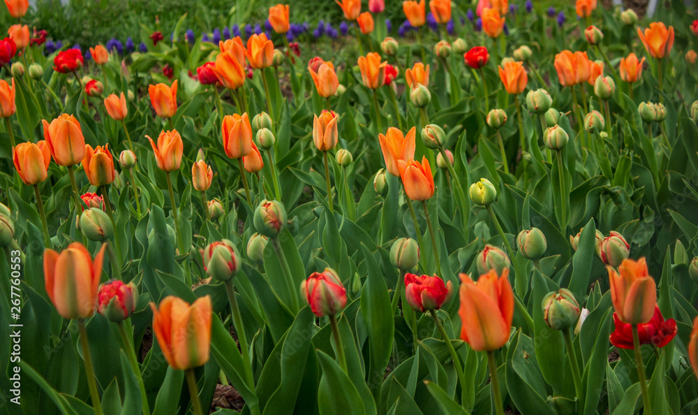 Beautiful tulips in the park. Red, yellow and orange tulips.