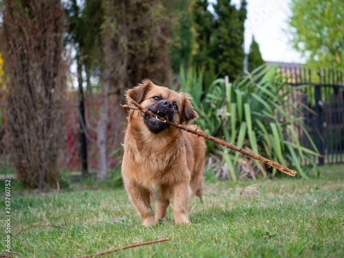 A mixed-breed dog with light-brown medium-length fur is playing in the garden in retrieving a stick, running and biting branches.