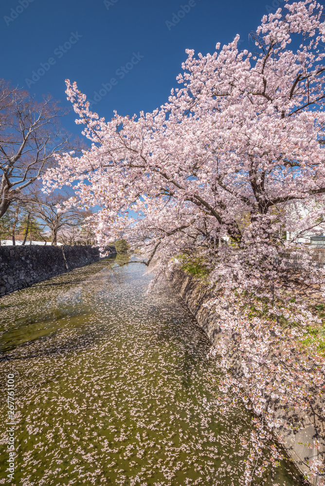 Cherry Blossom full bloom at Matsumoto castle Cherry Blossom full bloom at Matsumoto castle