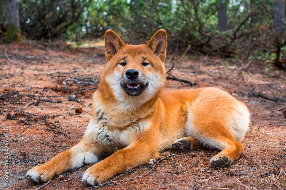 The young dog shiba-inu is lying down resting on the ground The young dog shiba-inu is lying down resting on the ground