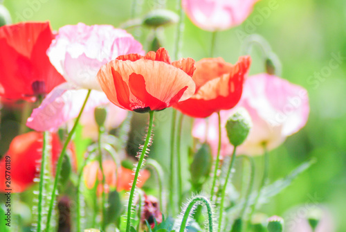 Billede på lærred Red and pink poppy flowers in a field, red papaver