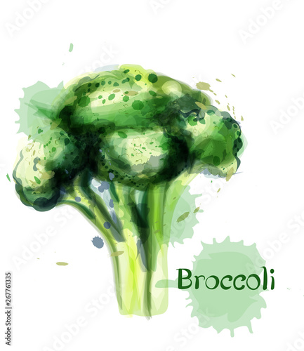 Brocoli icon Vector watercolor. delicious green vegetable templates photo