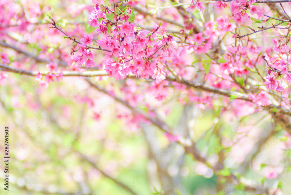 Pink Cherry Blosssom with blue sky Pink Cherry Blosssom with blue sky
