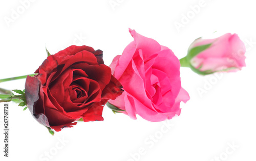 Beautiful  rose isolated on white