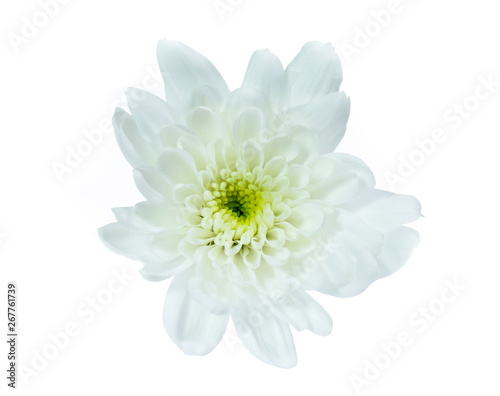 Chrysanthemum flower isolated on white background