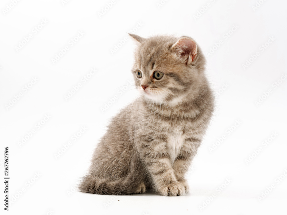 little funny kittens on a white background