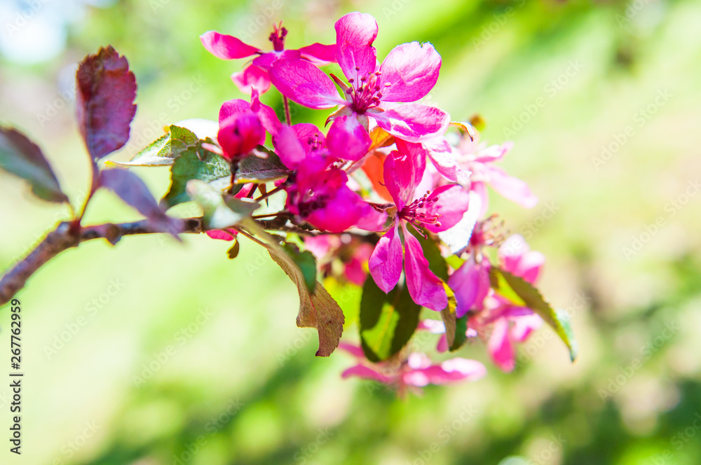 Obraz premium Pink flowers blossoming apple tree on spring background.