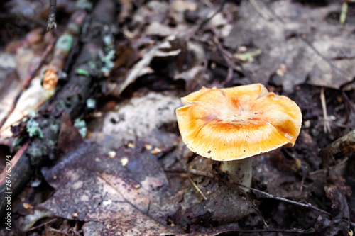 Uneatable mushroom in autumn forest