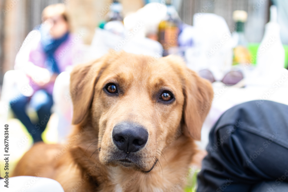 Beautiful dog, golden retriever playing in the spring with his friends. Face of a pet dog with a direct look at the observer.