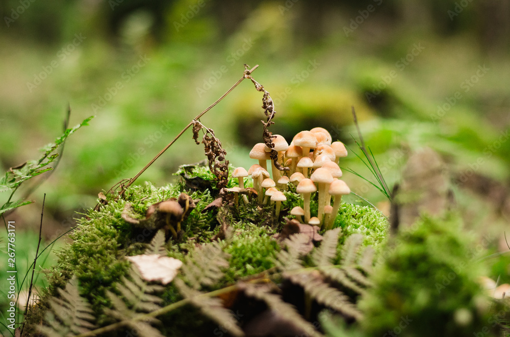 Kleine Pilze im Wald Kleine Pilze im Wald