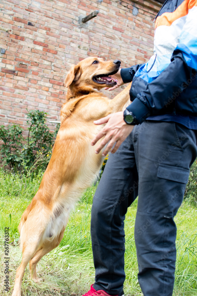 Beautiful dog, golden retriever playing in the spring with his friends. Pet dog sitting in front of his owner, playful animals Beautiful dog, golden retriever playing in the spring with his friends. Pet dog sitting in front of his owner, playful animals