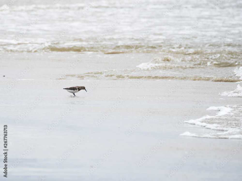 Fototapeta premium Strandläufer am Meer