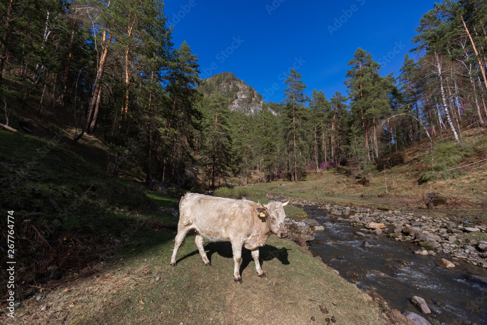 Fototapeta premium Алтай, Чемал, Altai