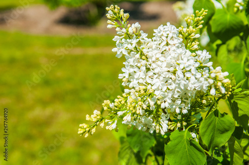 White lilac flowers closeup on blurred background.