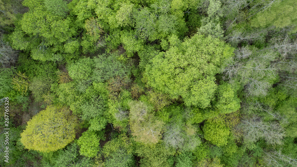 Aerial view of spring forest. Natural green background. Photo from above
