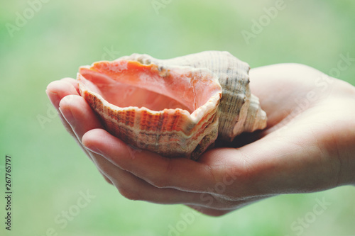 female hand holding seashell on green background