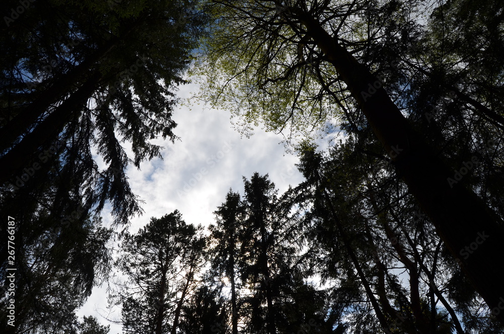 trees and sky trees and sky