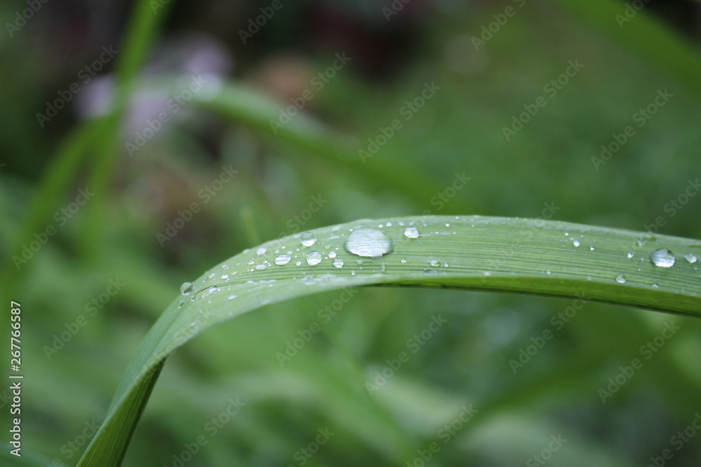 Leaves of Iris, Crin, Lily with rainy drops, droplets, macro photography Leaves of Iris, Crin, Lily with rainy drops, droplets, macro photography
