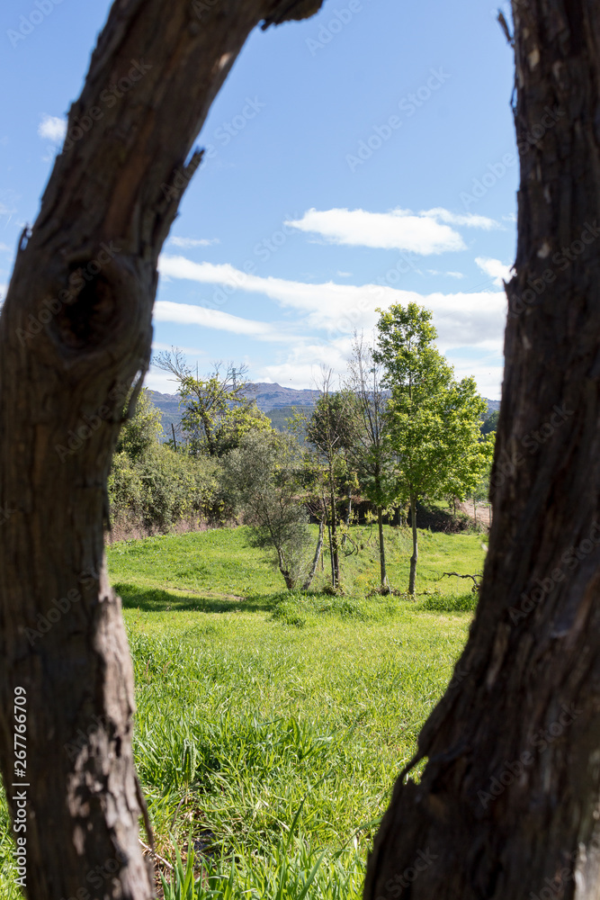 Beautiful natural frame, blue sky and green meadow