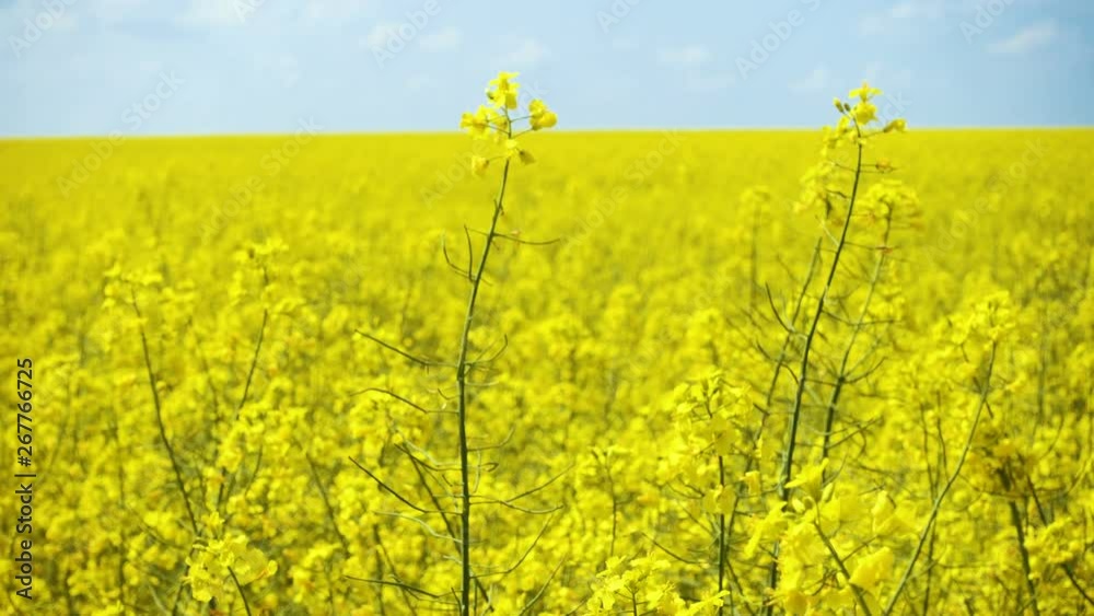 blooming rapeseed field at the sunny day blooming rapeseed field at the sunny day