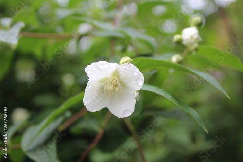 Jasmine, Jasminum with rainy drops, droplets, macro photography