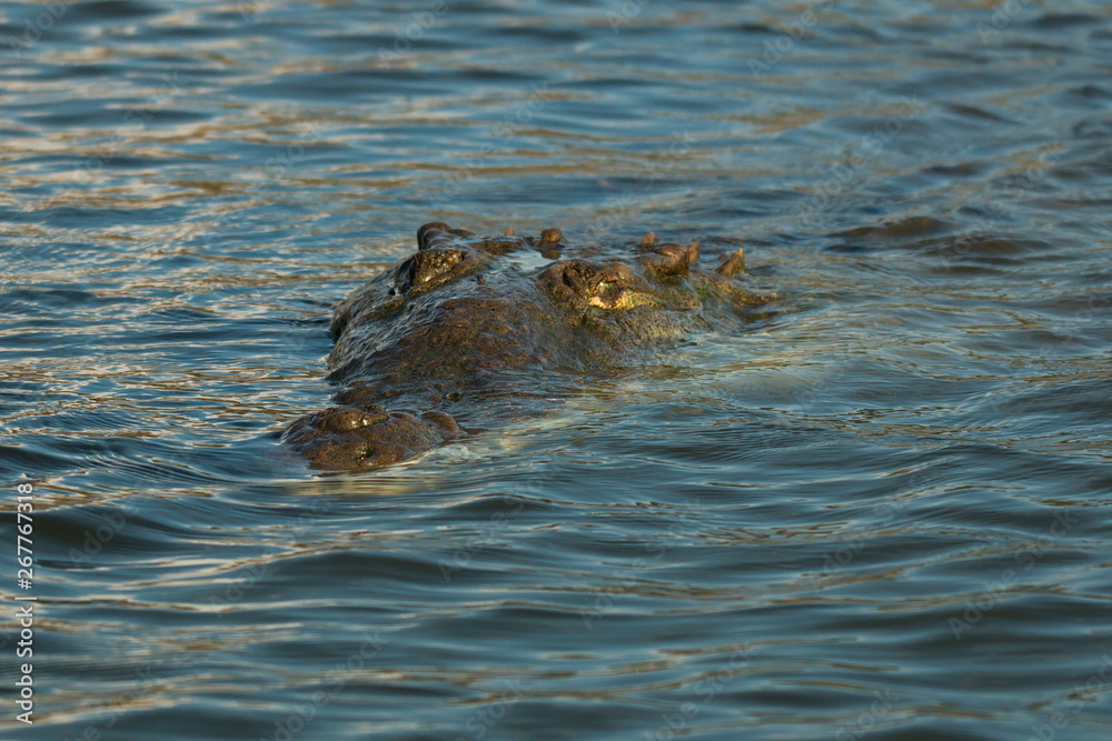 Crocodile in Rio Tarcoles near Tarcoles in Costa Rica Crocodile in Rio Tarcoles near Tarcoles in Costa Rica