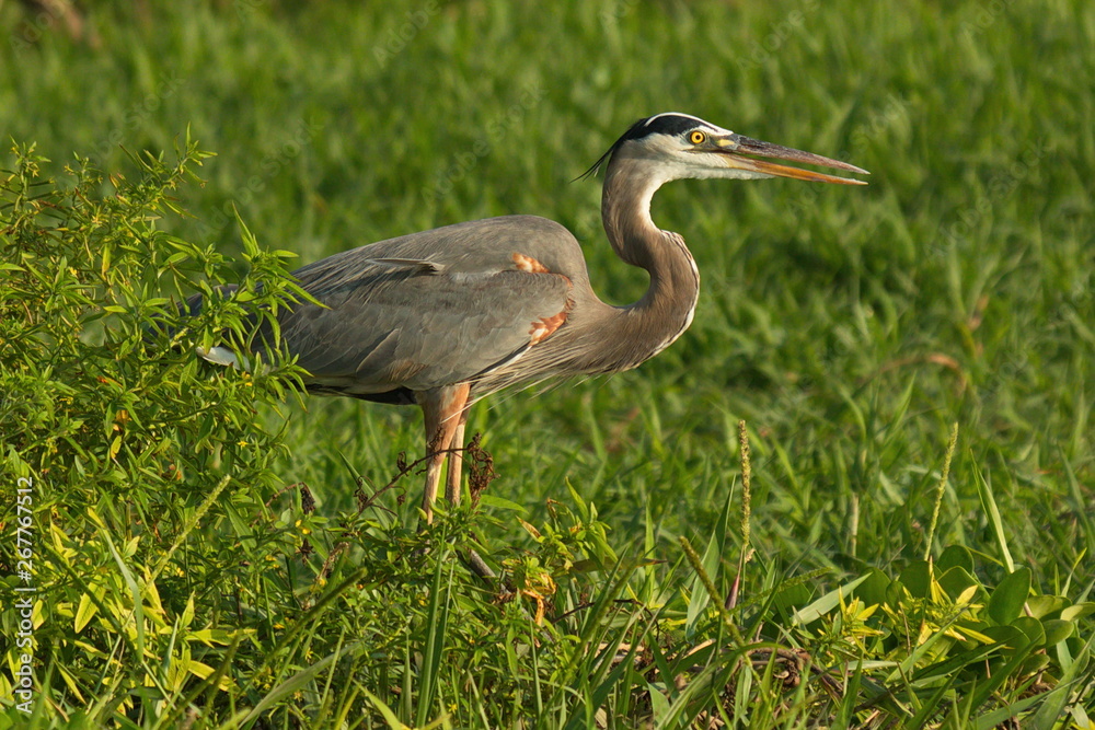 Naklejka premium Great blue heron at Rio Tarcoles near Tarcoles in Costa Rica