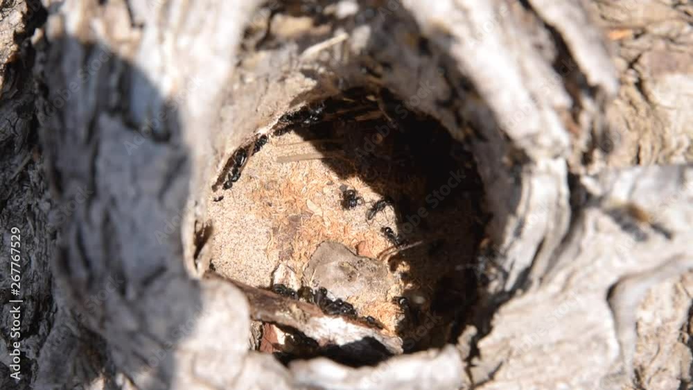 Ants in an anthill on a tree close up
