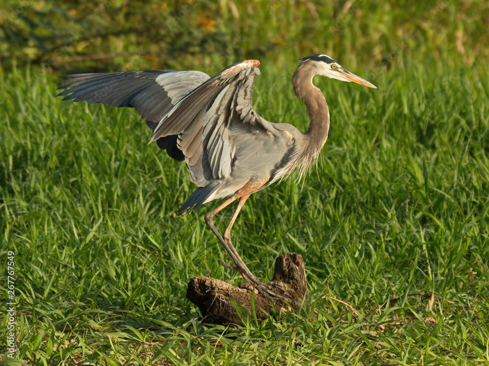 Fototapeta premium Great blue heron at Rio Tarcoles near Tarcoles in Costa Rica