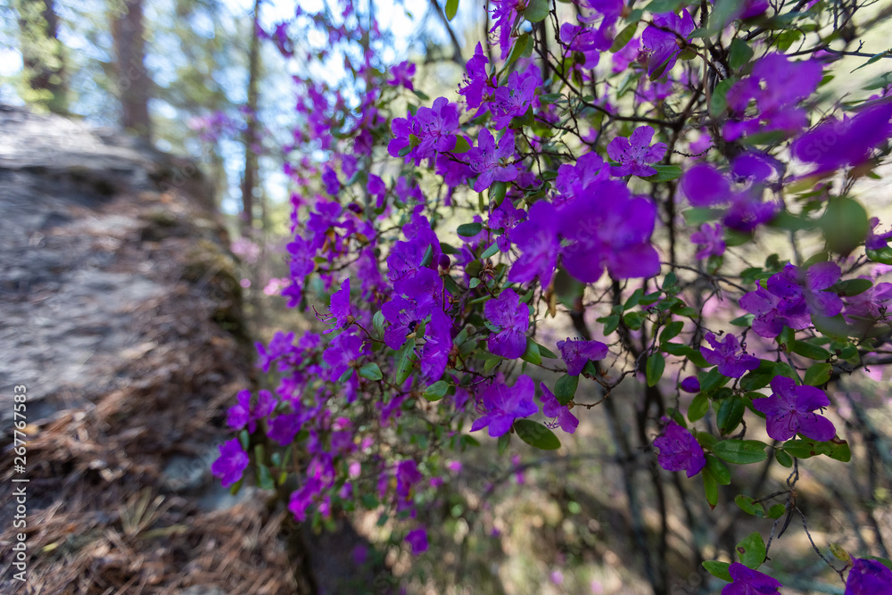 Obraz premium flower, flowers, nature, purple, garden, pink, spring, plant, blossom, bloom, green, summer, beautiful, violet, flora, floral, beauty, color, meadow, field, natural, season, petal, blooming, wildflowe